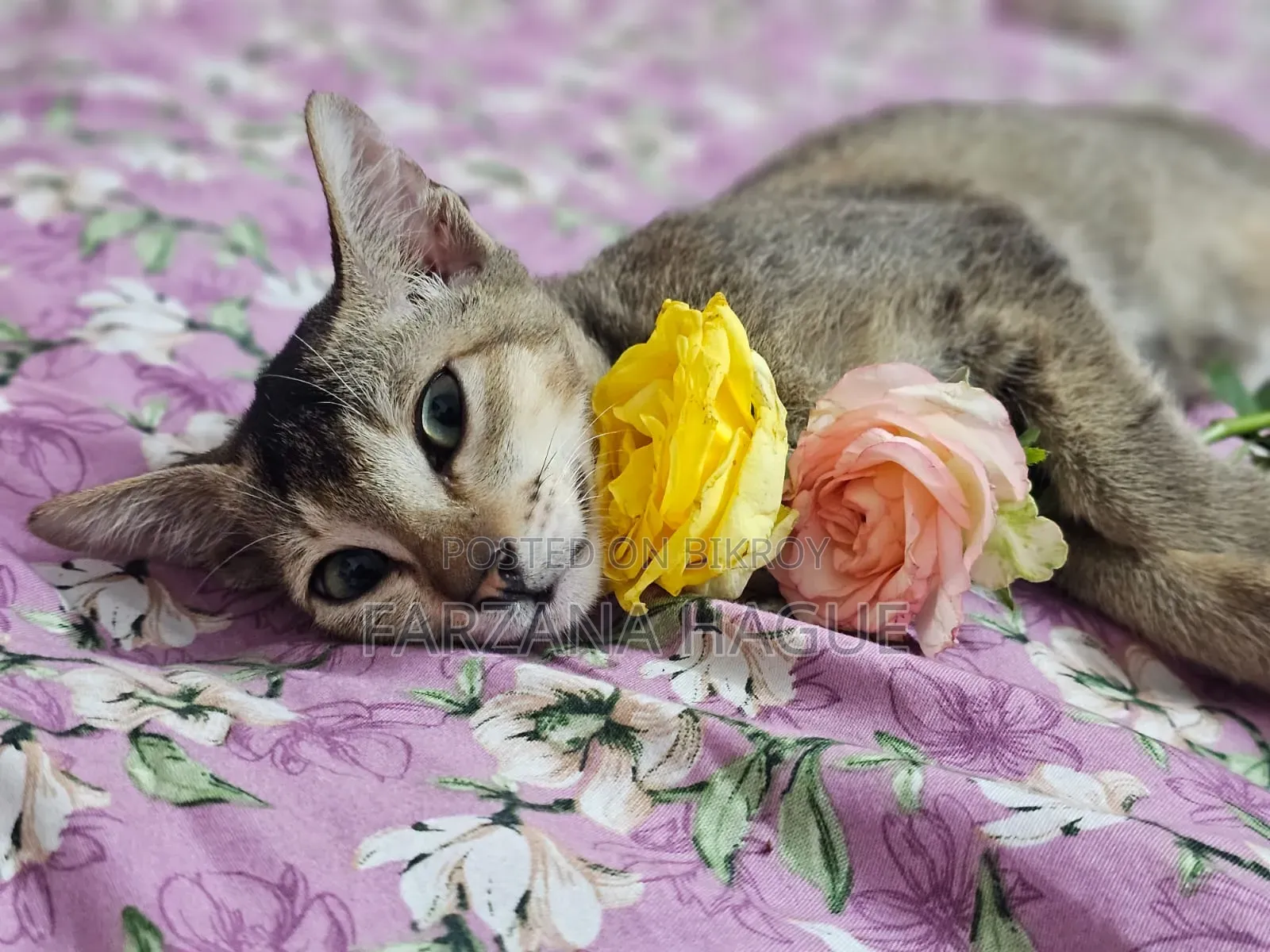 1-3 Months Male Mixed Breed Cat