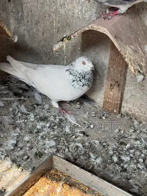 আর্মি পিজন বিক্রয় হবে, সেরা মানের গেম বিজয়ী