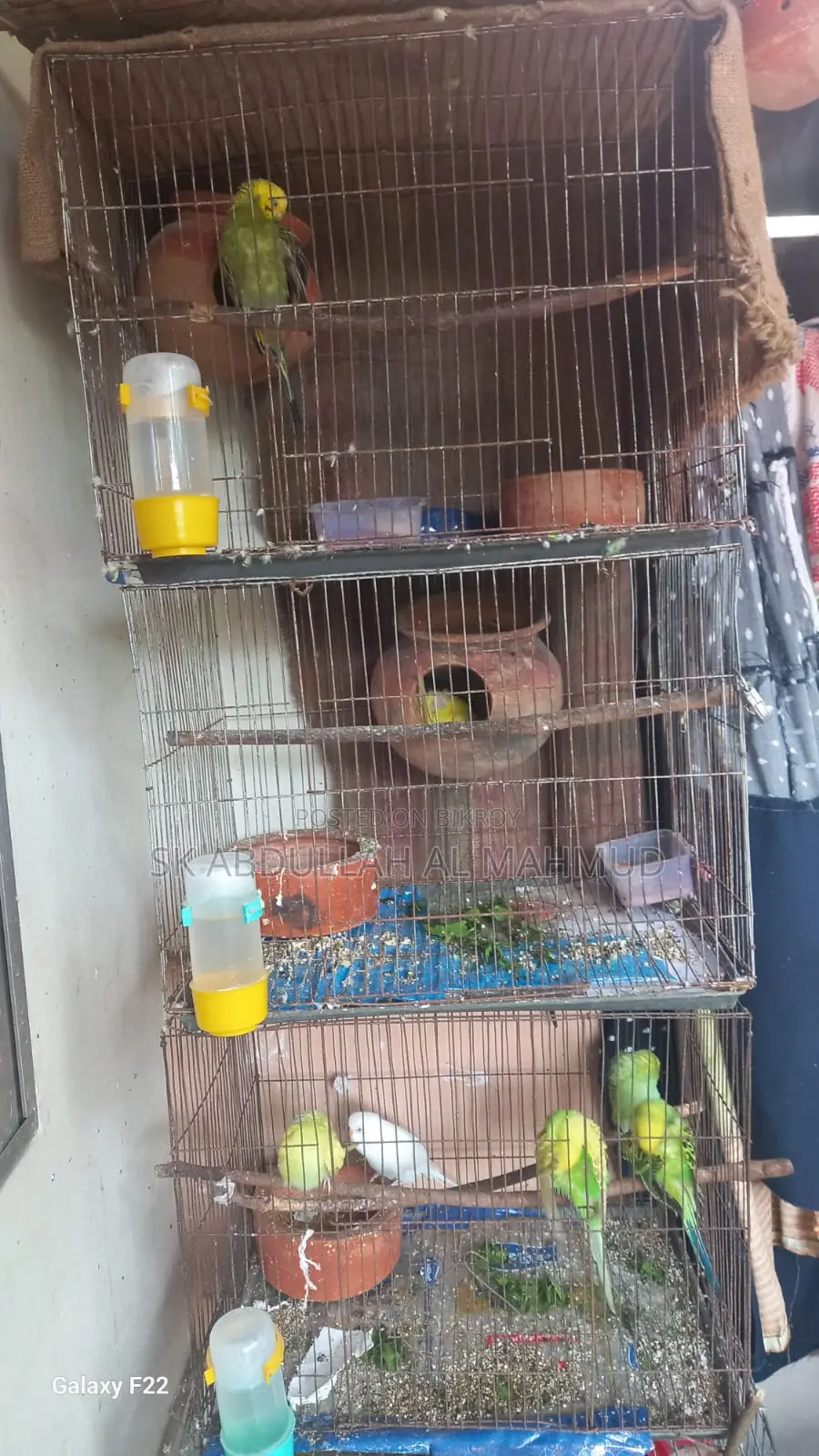 Budgerigar Birds
