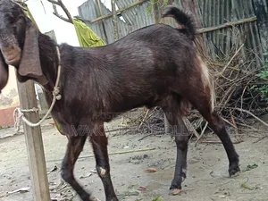 Tota Puri Goat