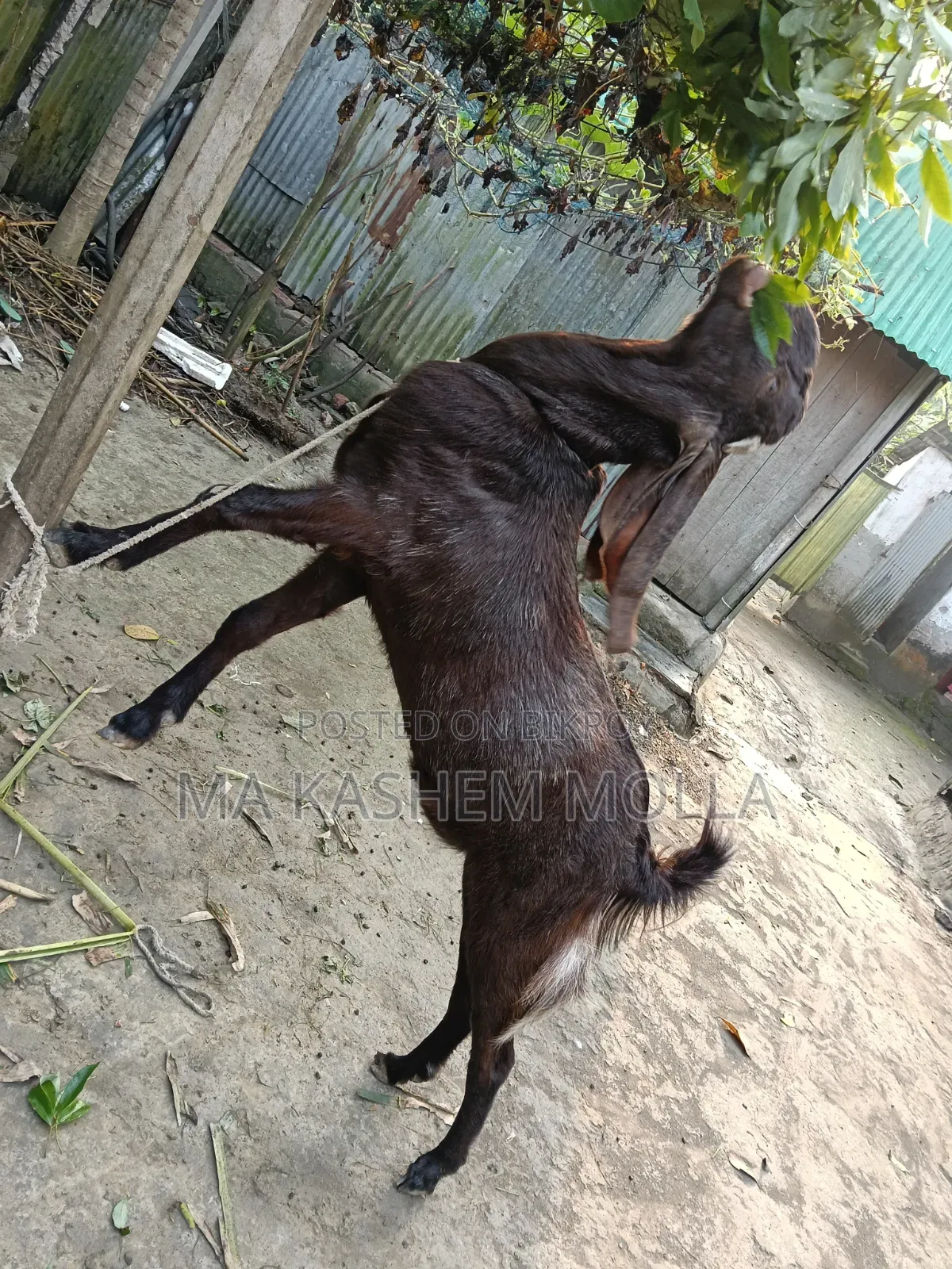 Tota Puri Goat
