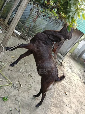 Tota Puri Goat