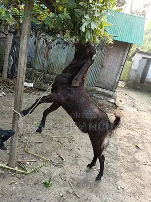 Tota Puri Goat