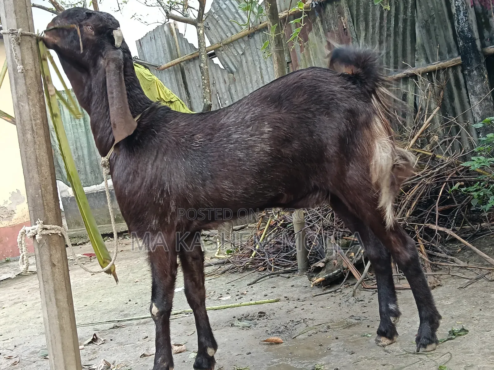 Tota Puri Goat