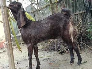 Tota Puri Goat
