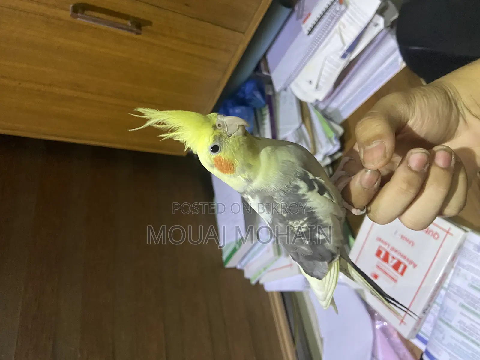 Cockatiel Bird