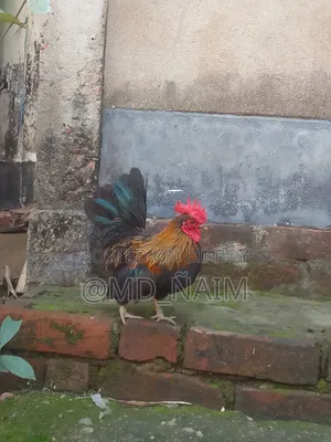 Serama Rooster