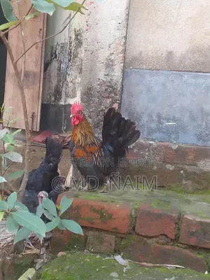 Serama Rooster