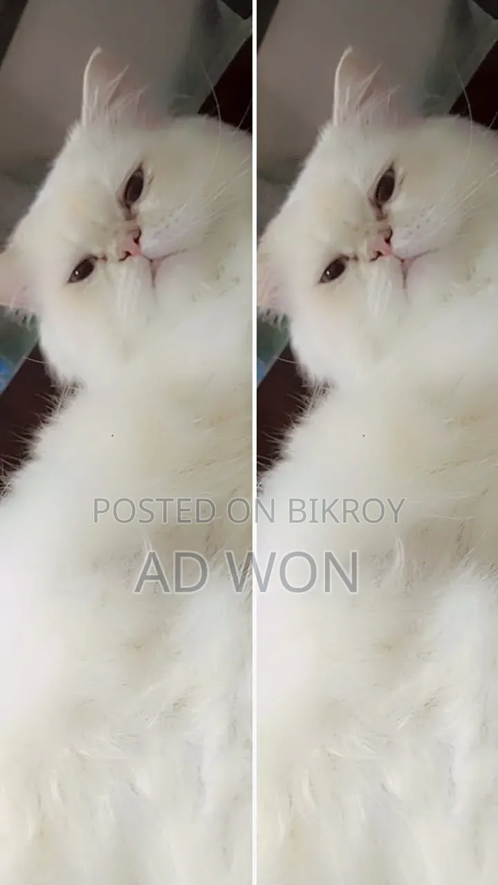 6-12 Months Male Purebred Cat
