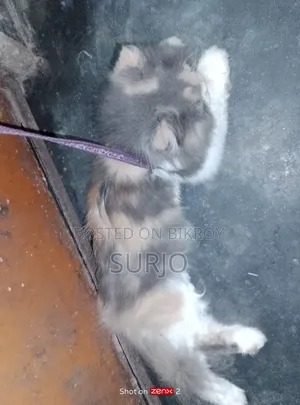 6-12 Months Female Purebred Manx