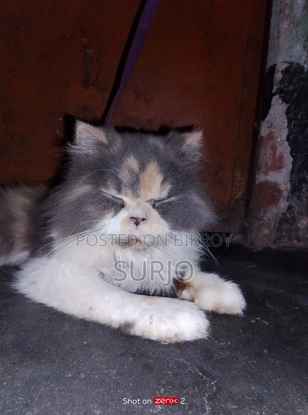 6-12 Months Female Purebred Manx