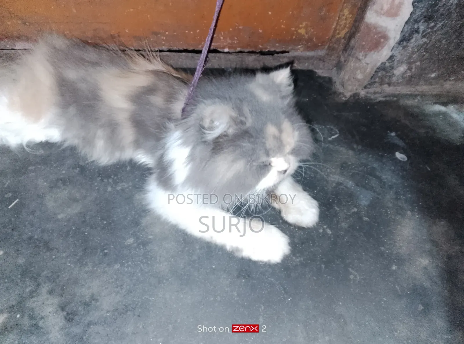 6-12 Months Female Purebred Manx