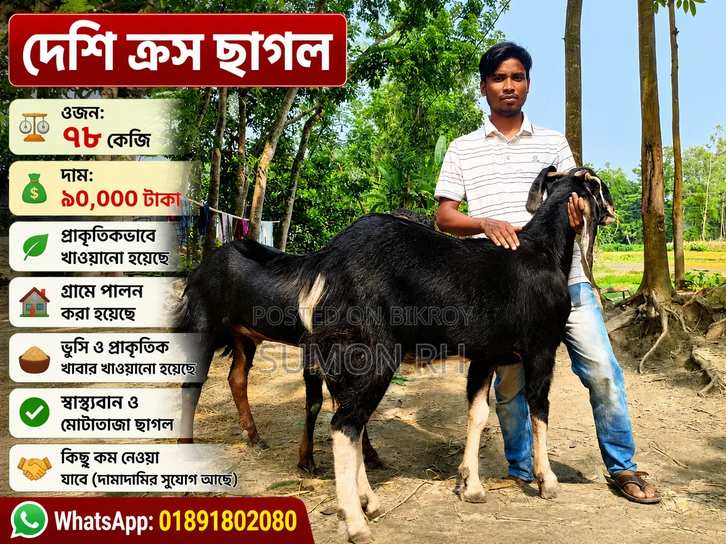 78kg Desi Cross Goat for Sale