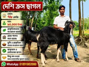 78kg Desi Cross Goat for Sale