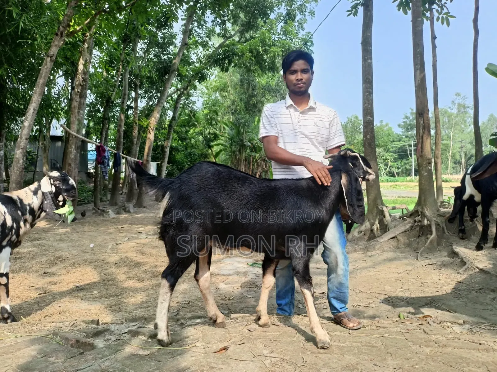 78kg Desi Cross Goat for Sale