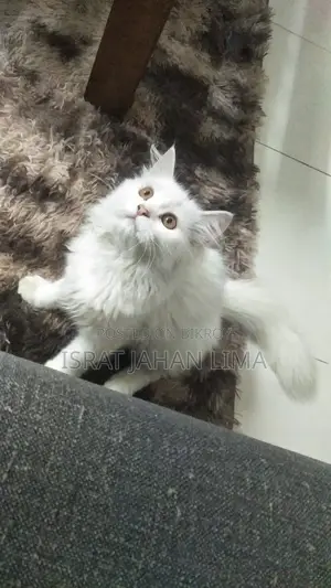 6-12 Months Female Purebred Persian