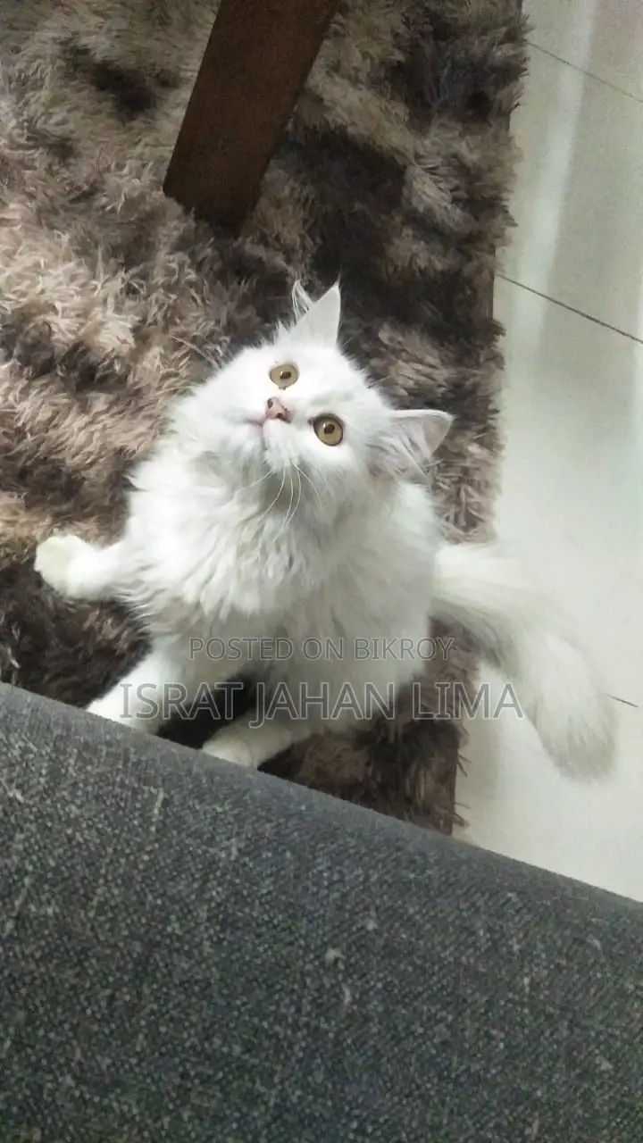 6-12 Months Female Purebred Persian