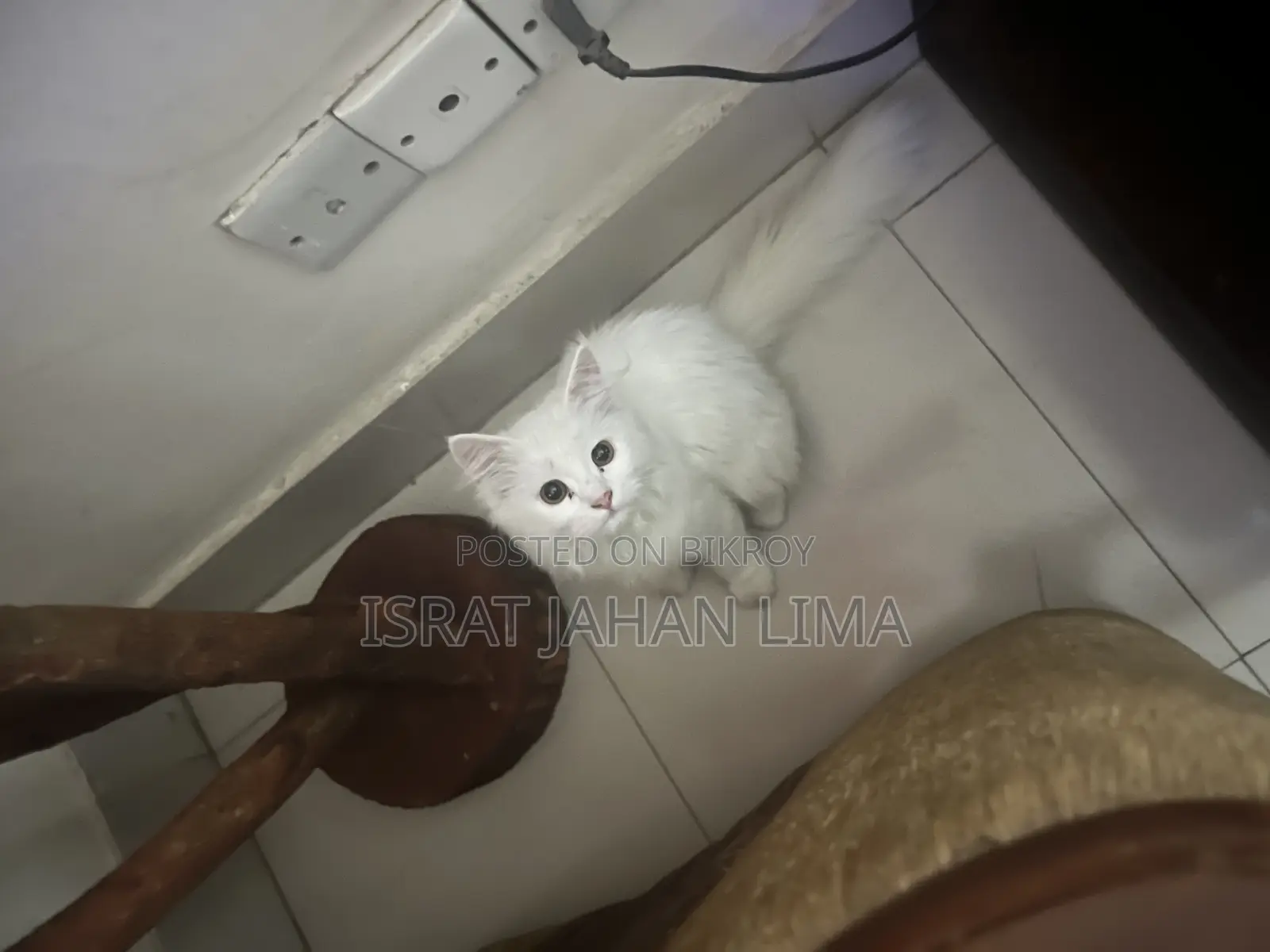 6-12 Months Female Purebred Persian
