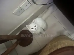 6-12 Months Female Purebred Persian