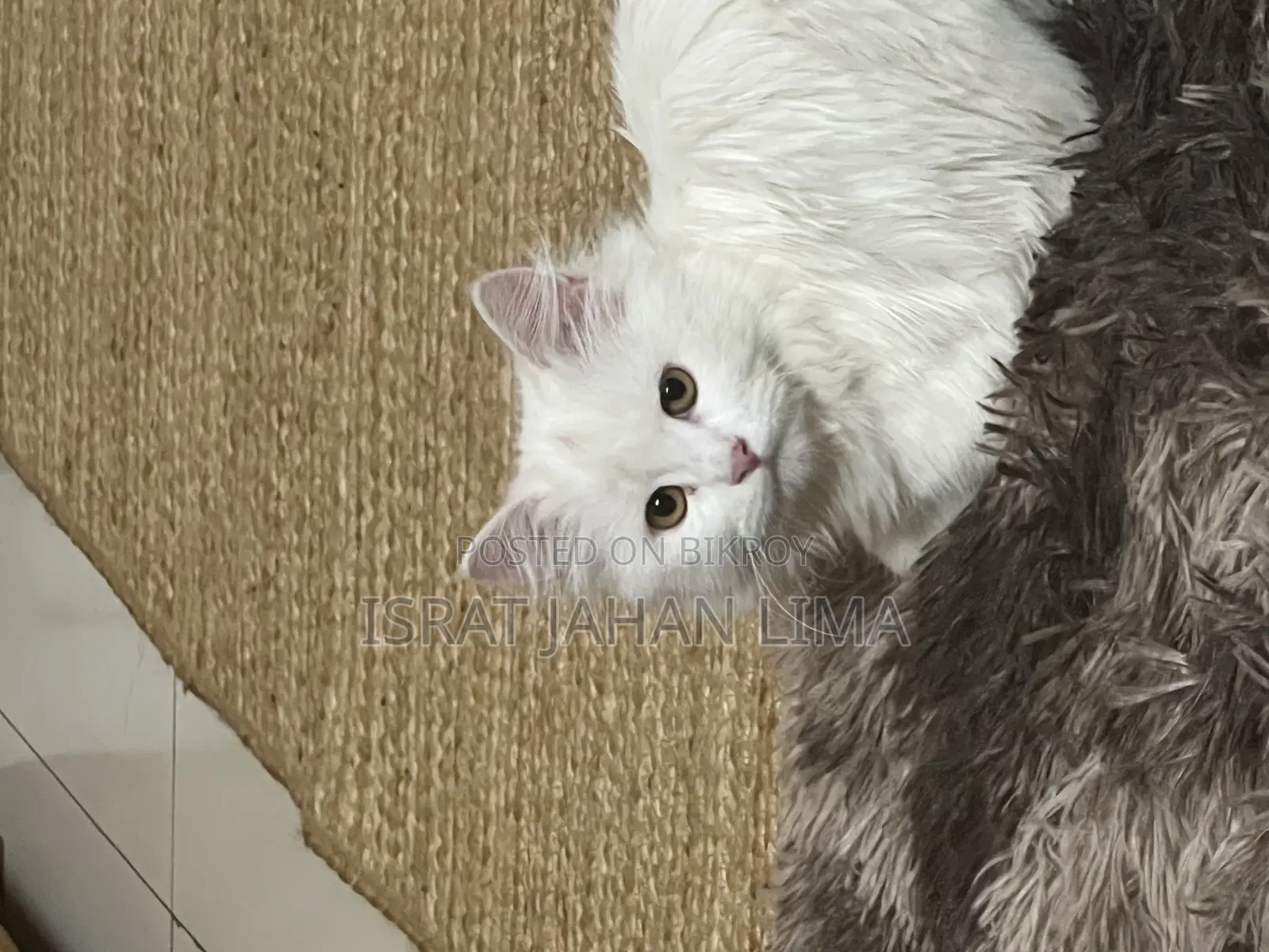 6-12 Months Female Purebred Persian