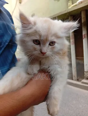 1-3 Months Female Mixed Breed Persian