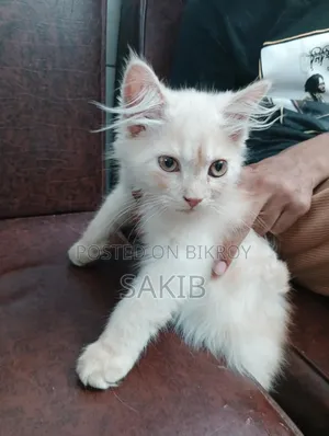 1-3 Months Female Mixed Breed Persian
