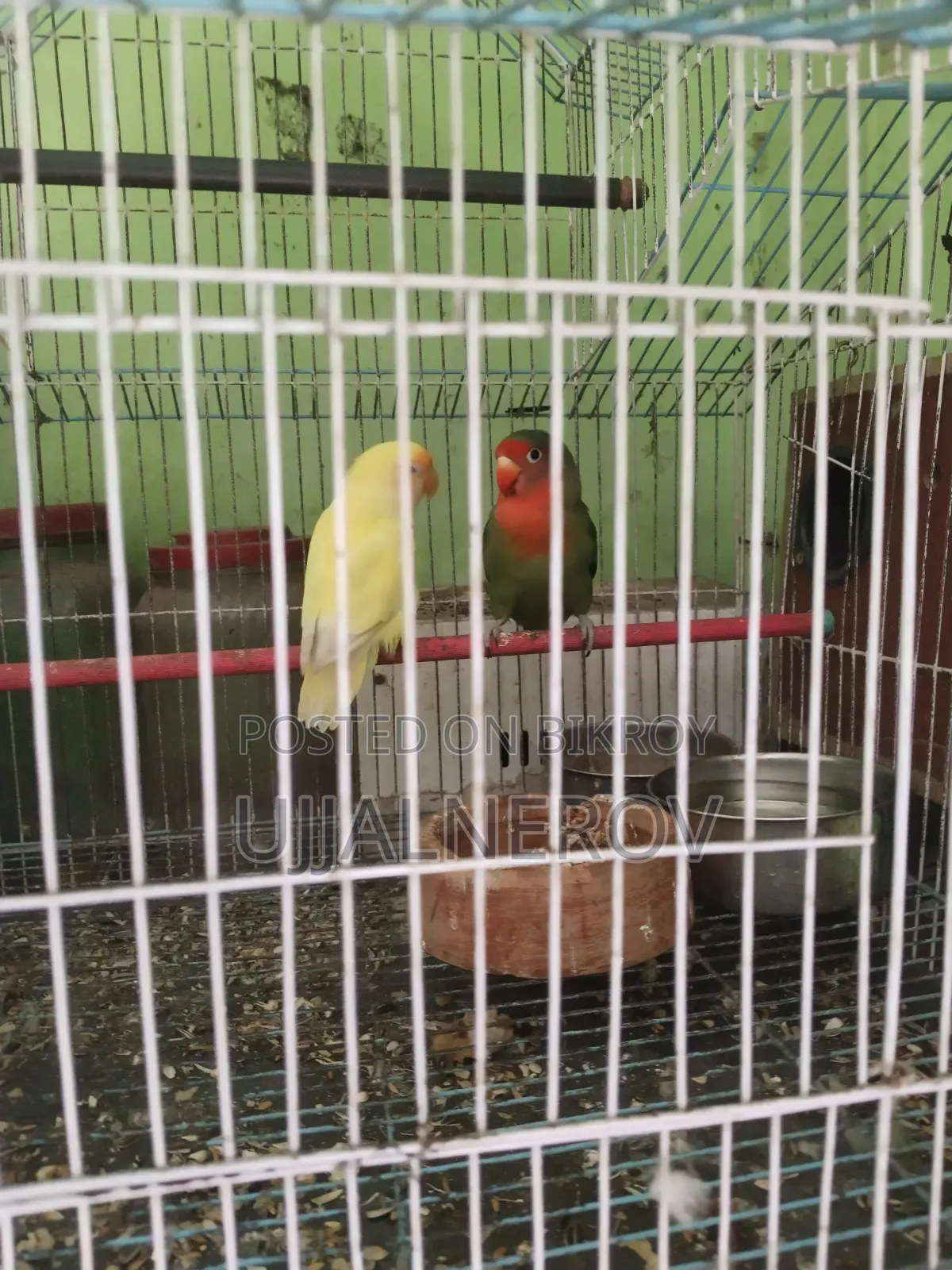 Love Bird