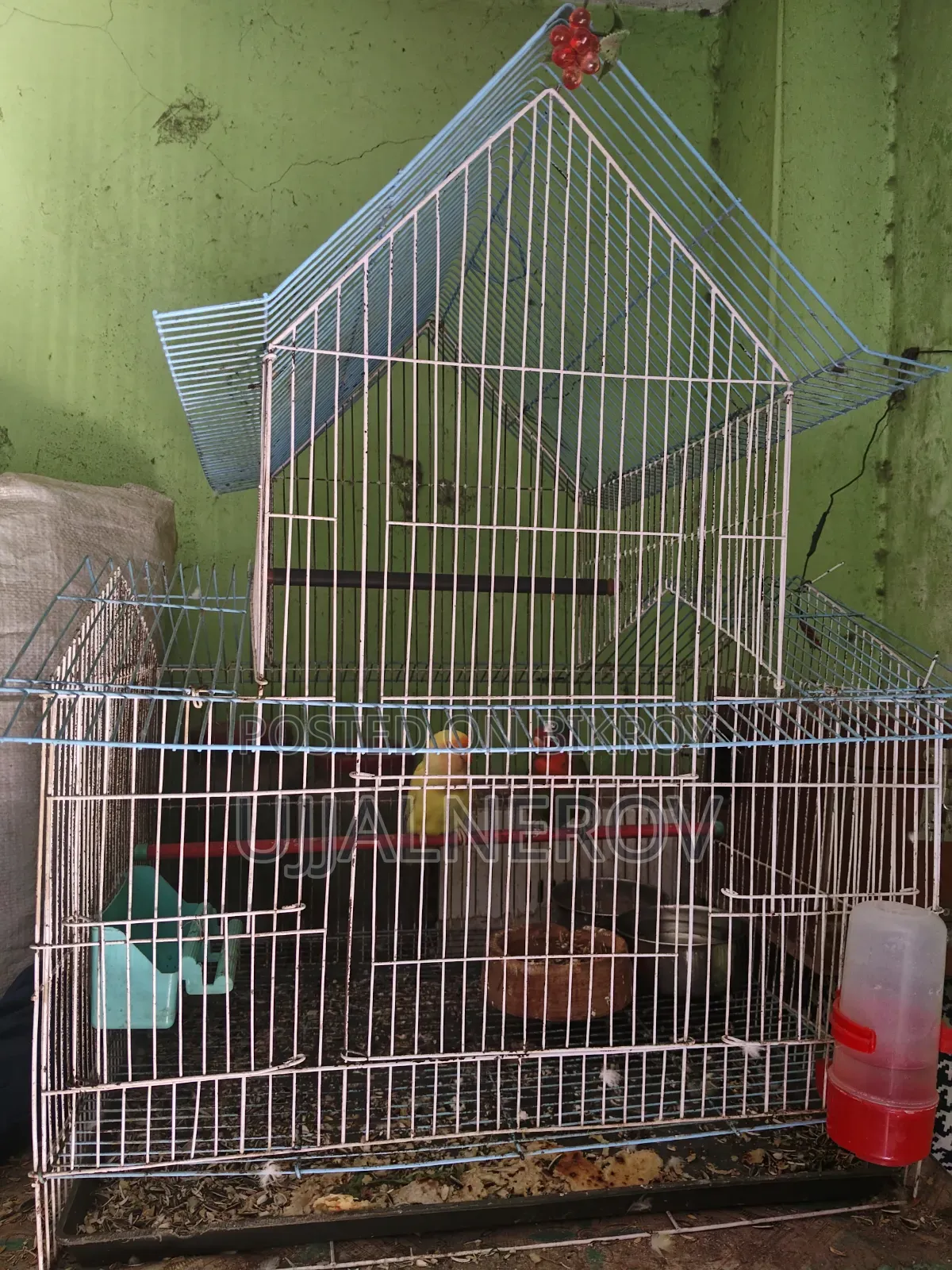 Love Bird