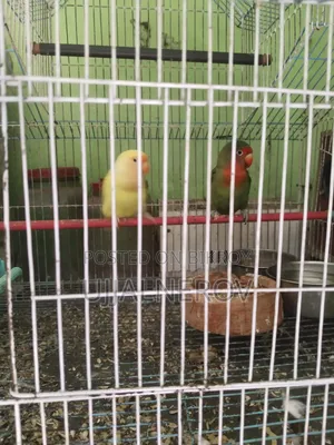 Love Bird