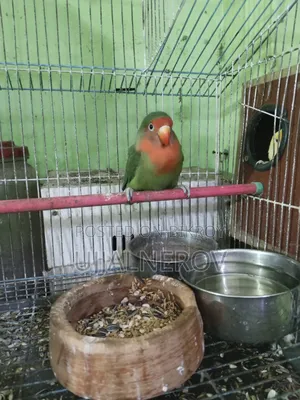 Love Bird