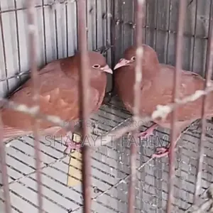 King Pigeon Squab (Red)