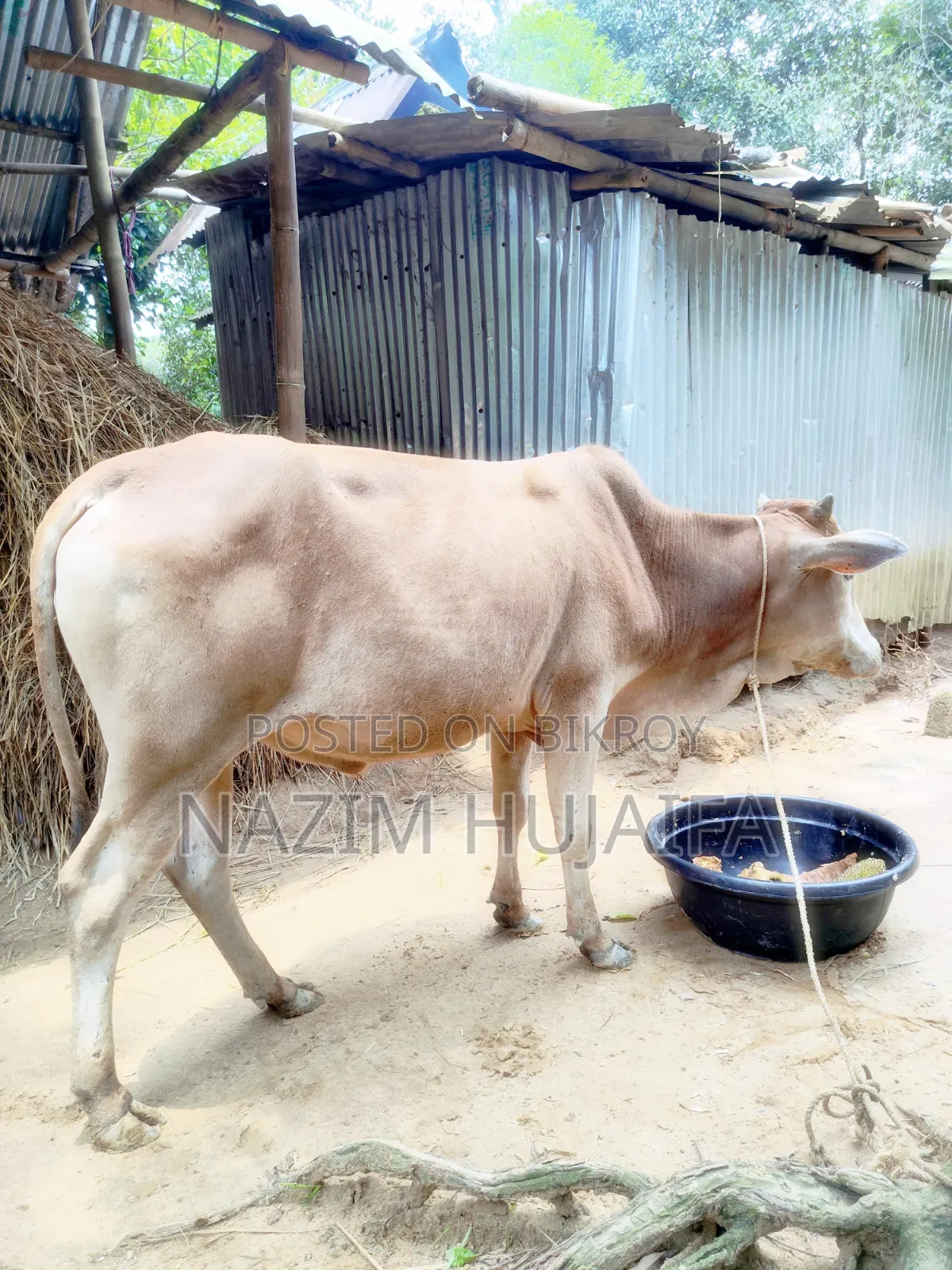 Qurbani Cow (Dama)