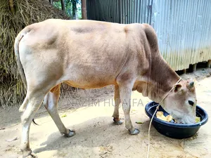 Qurbani Cow (Dama)