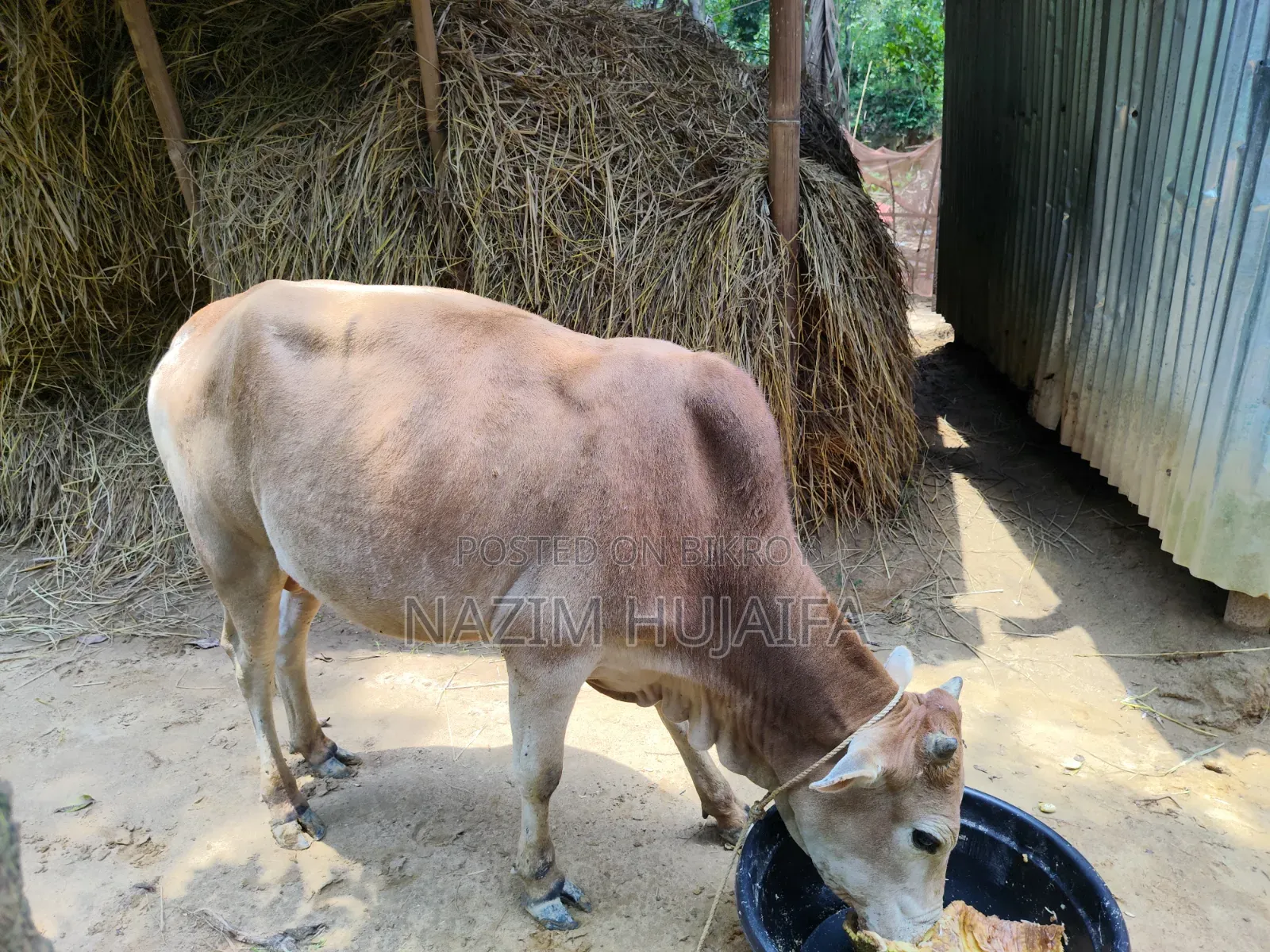 Qurbani Cow (Dama)