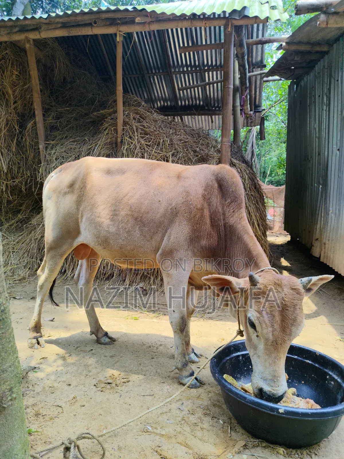 Qurbani Cow (Dama)