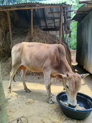 Qurbani Cow (Dama)