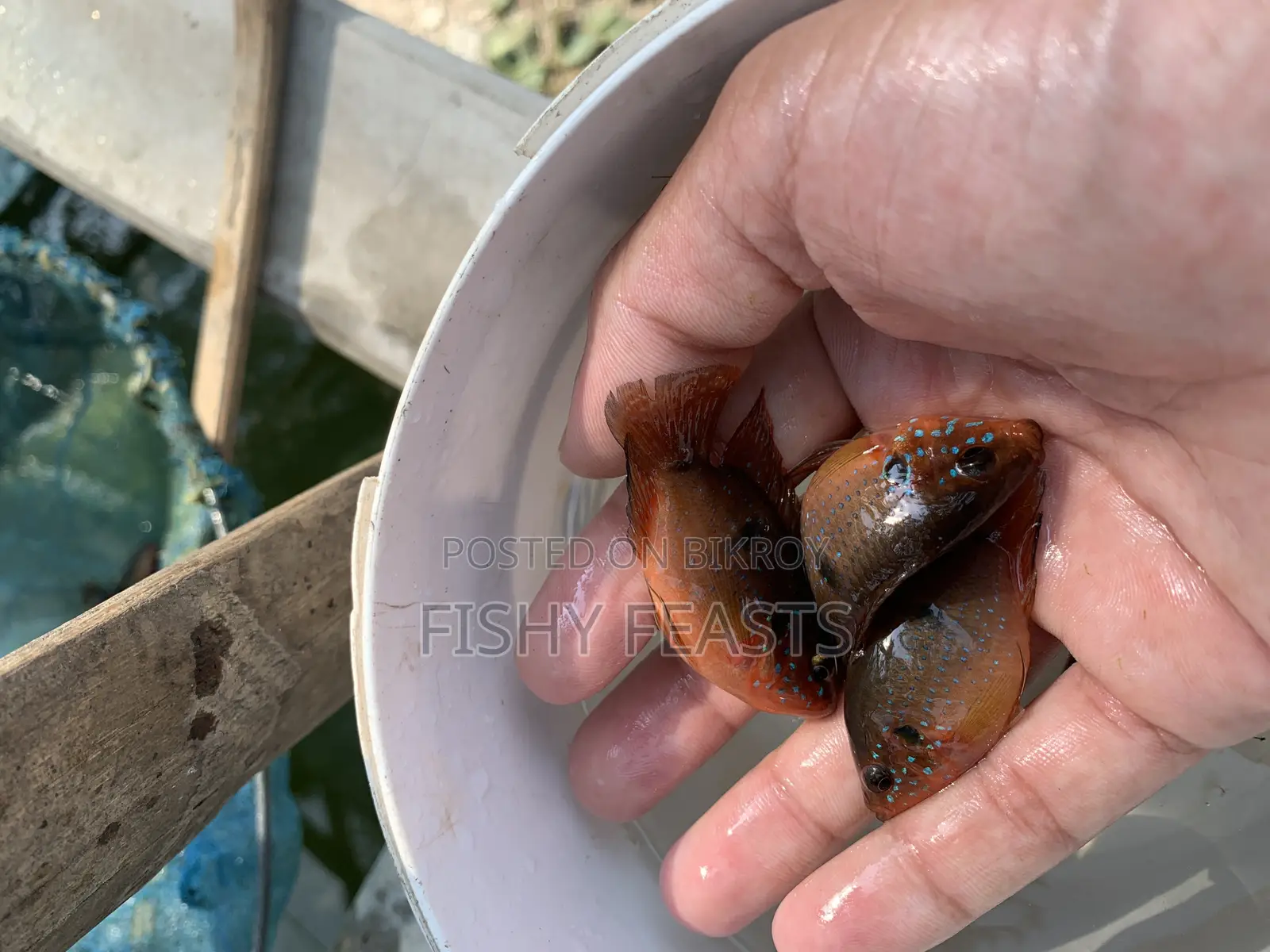 Checkled Fish