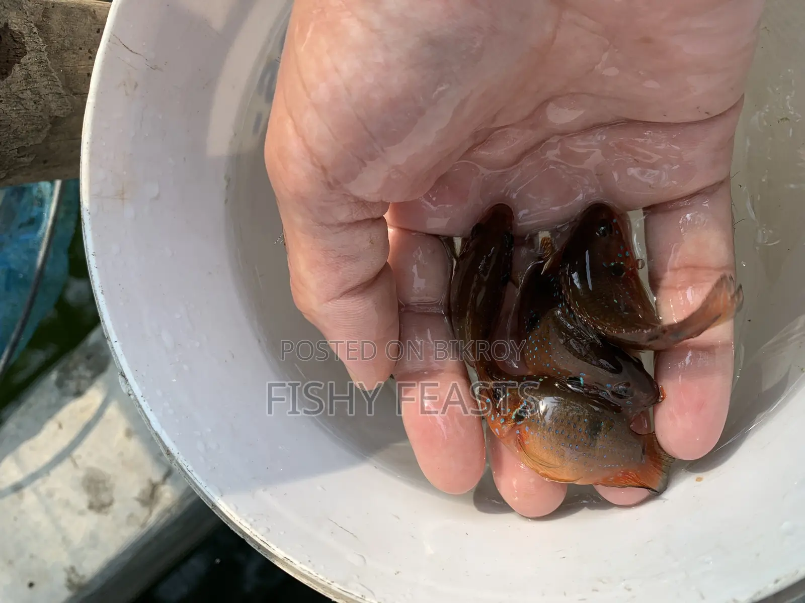 Checkled Fish