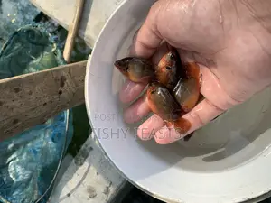 Checkled Fish
