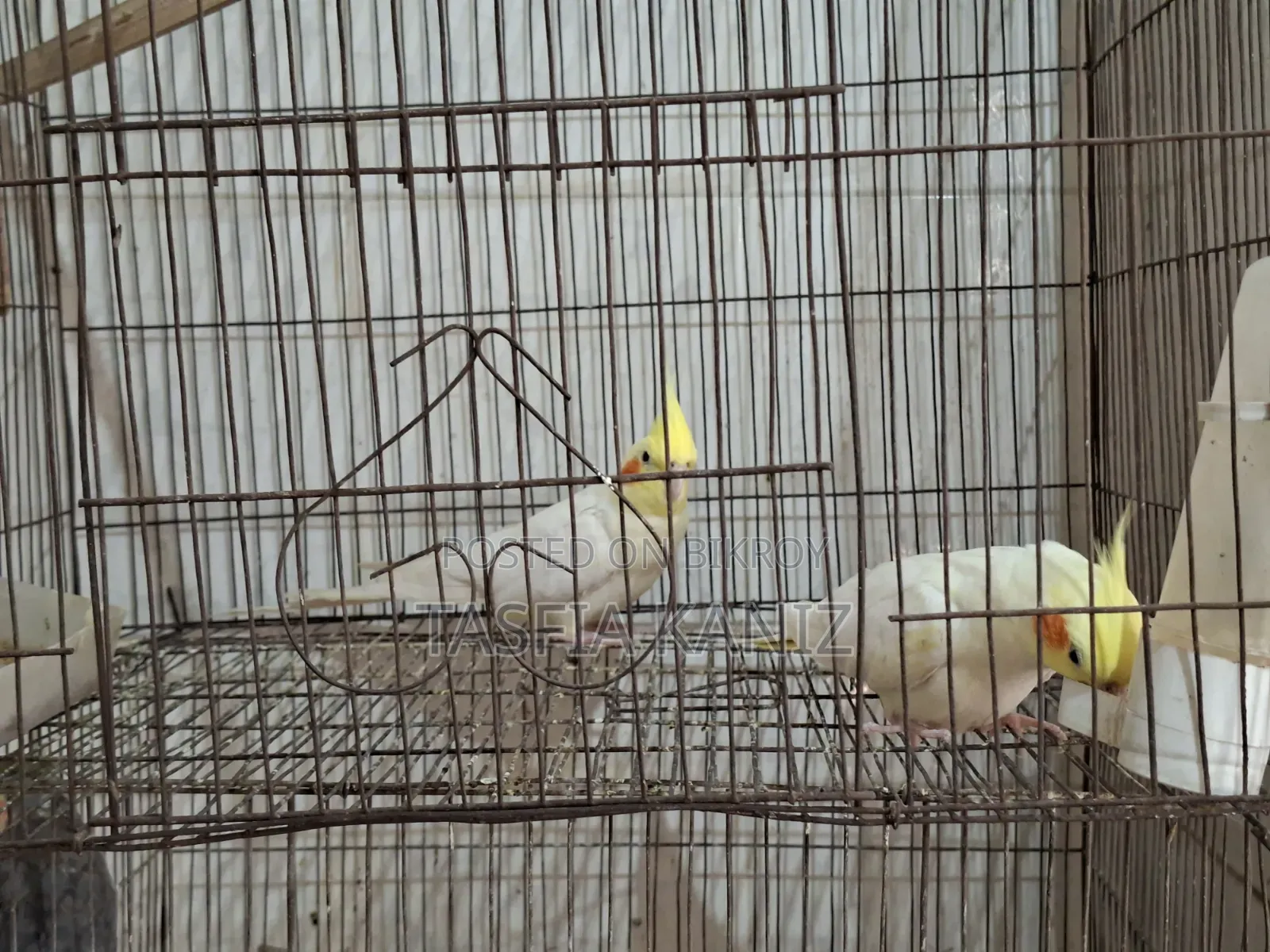 Master Pair Lutino Cockatiel for Sale