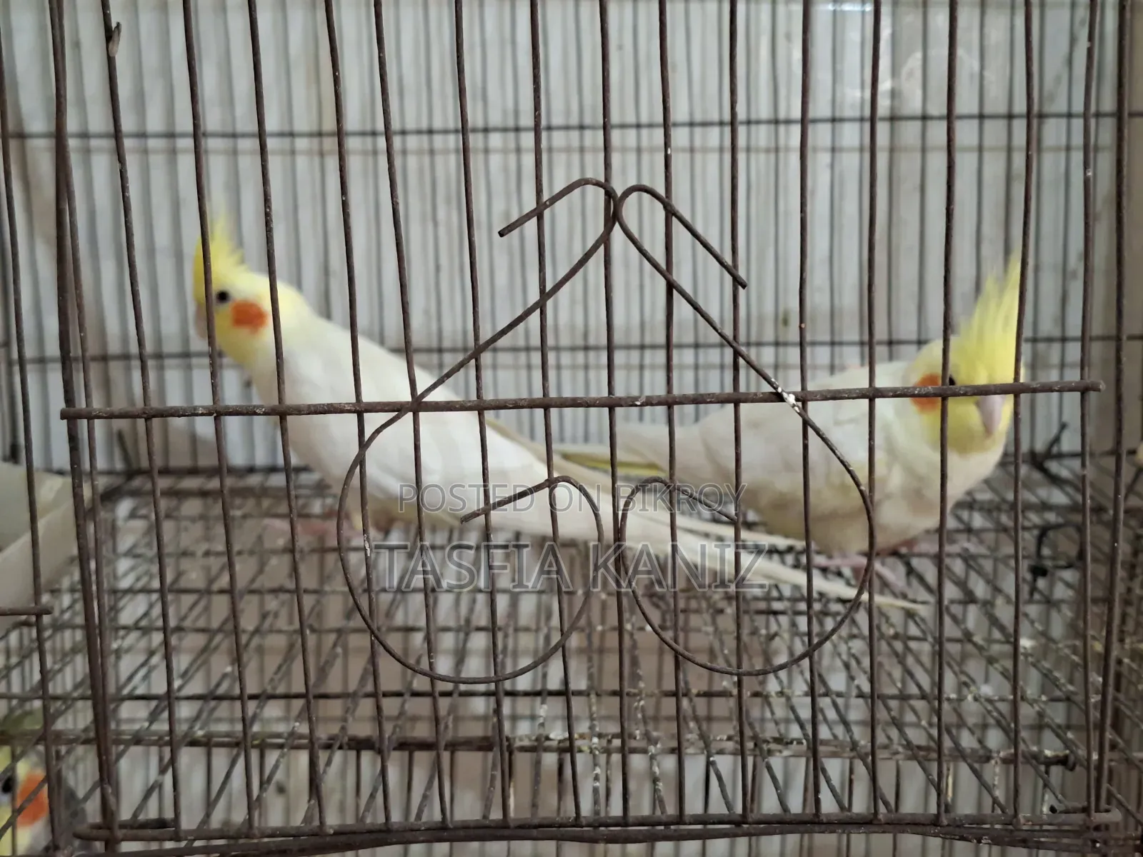 Master Pair Lutino Cockatiel for Sale