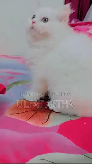 3-6 Months Male Purebred Persian