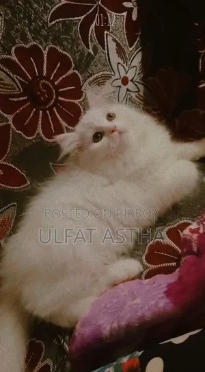 3-6 Months Male Purebred Persian