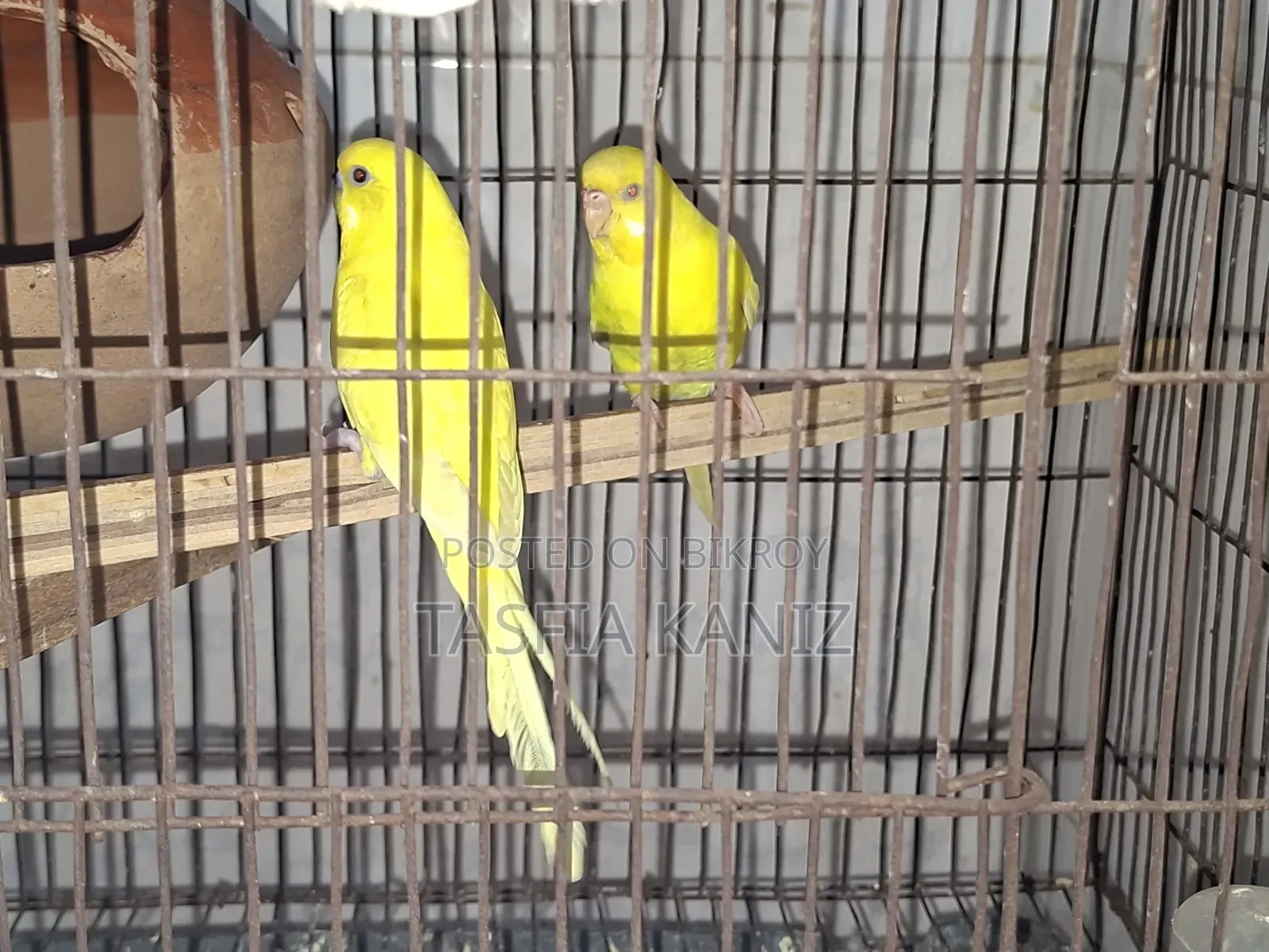 Pair of Lutino Budgies for Sale