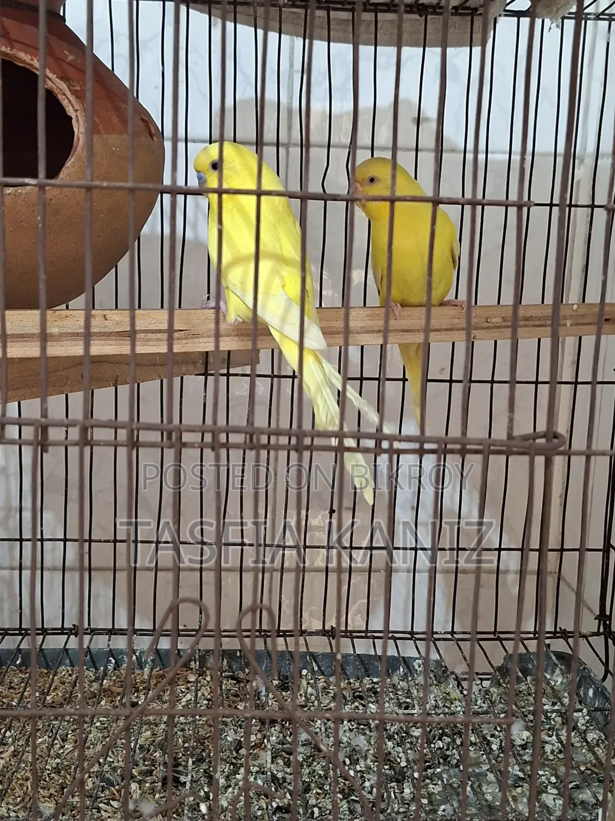 Pair of Lutino Budgies for Sale