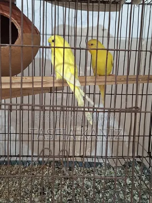 Pair of Lutino Budgies for Sale