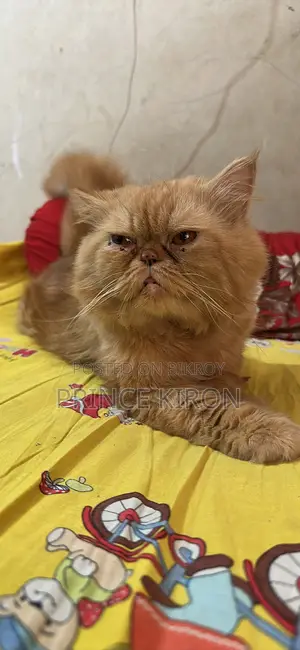 6-12 Months Male Purebred Persian