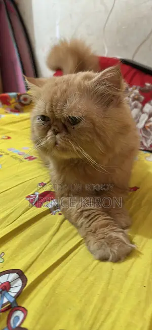 6-12 Months Male Purebred Persian