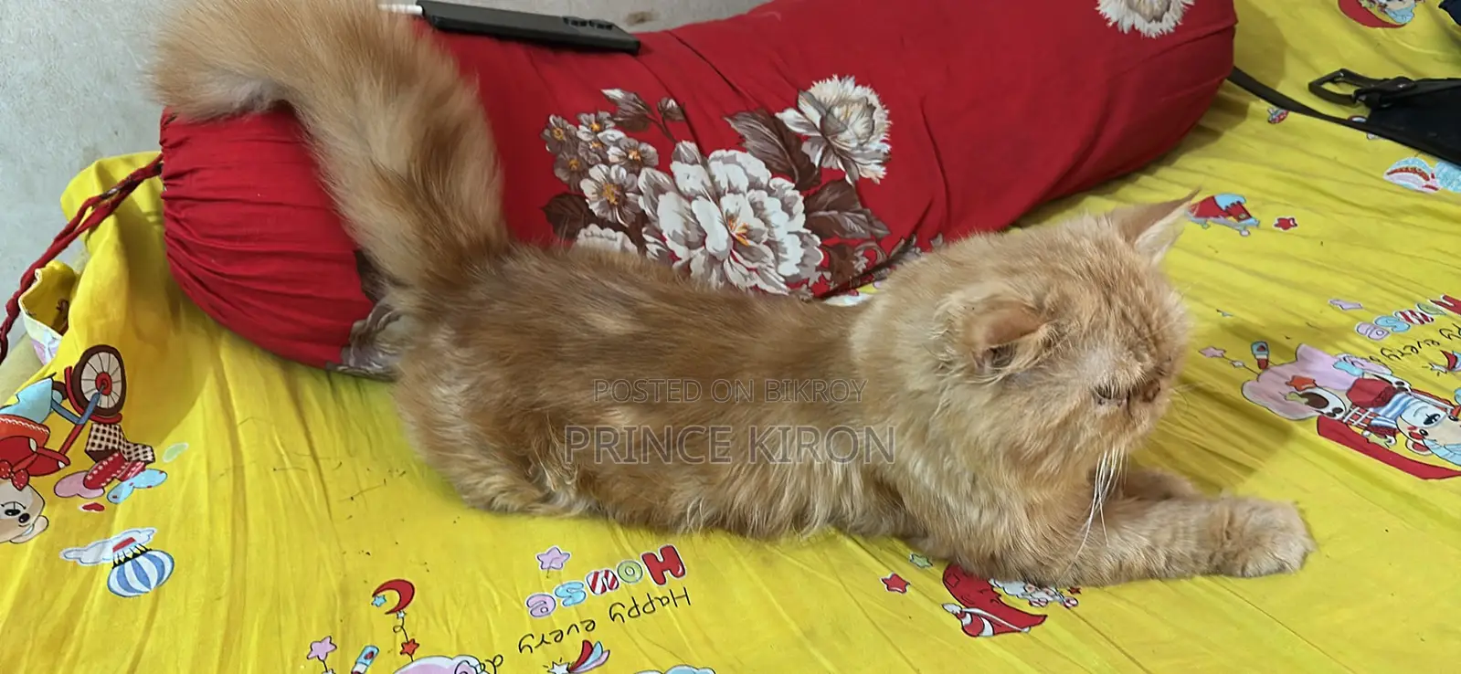 6-12 Months Male Purebred Persian