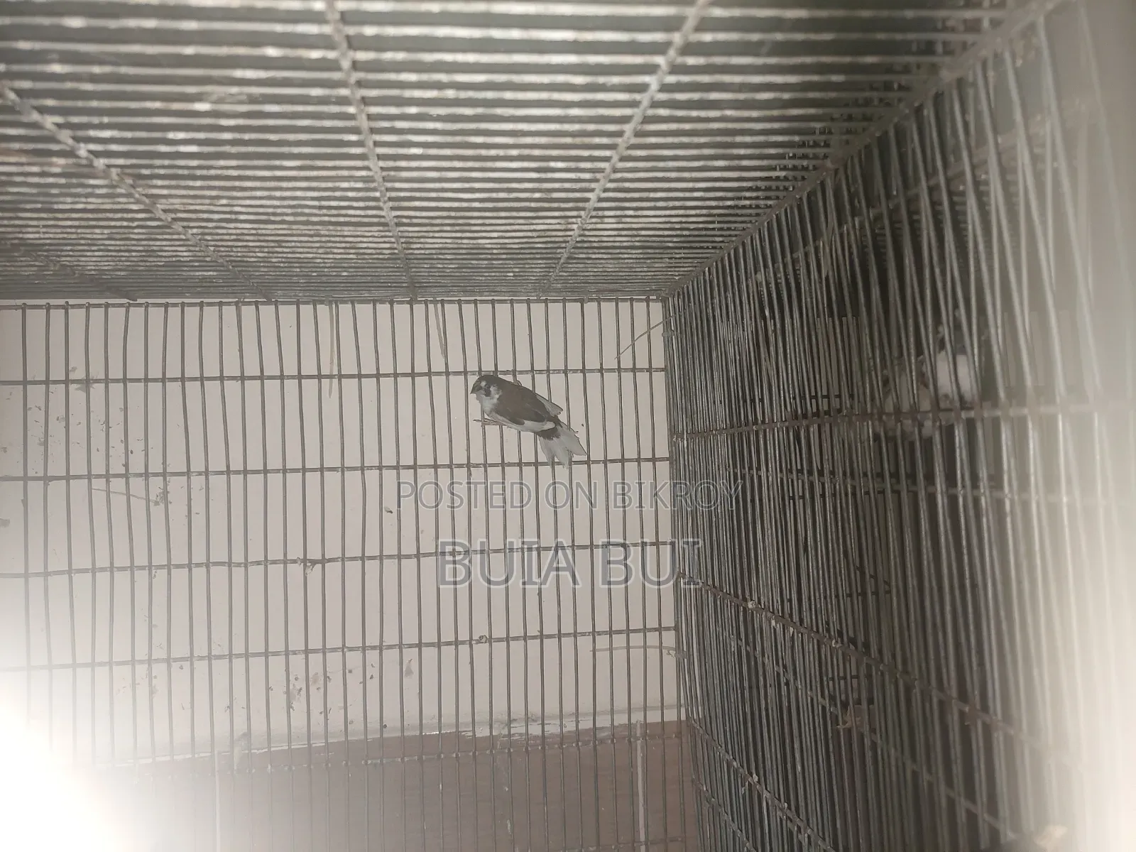 Bengali Finch